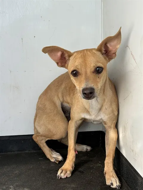 Adoptable Dog