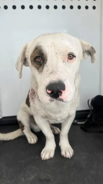 Adoptable Dog
