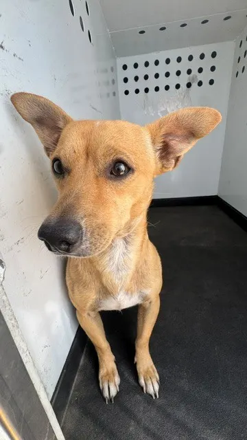 Adoptable Dog