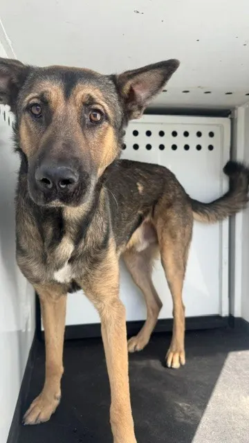 Adoptable Dog