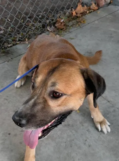 Adoptable Dog