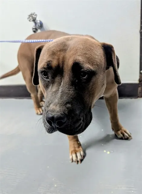 Adoptable Dog