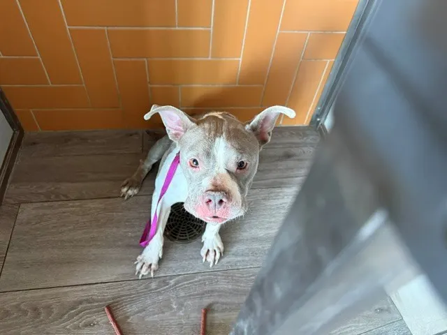 Lala