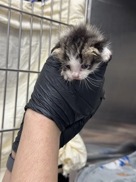 Adoptable Cat
