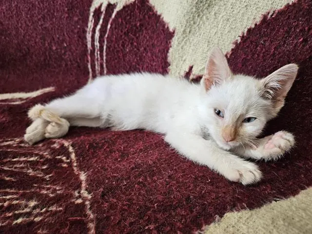 Nub