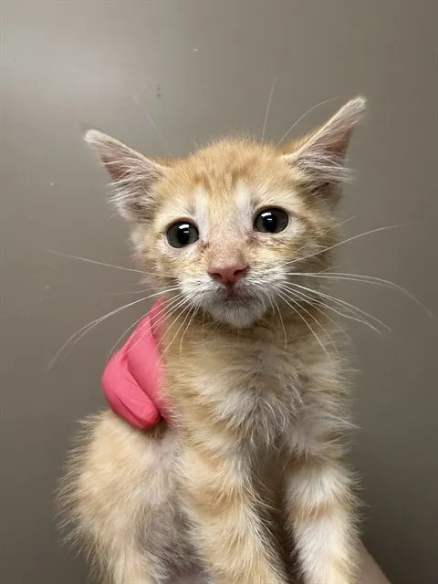 Matilda