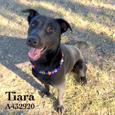 Tiara