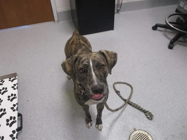 Adoptable Dog