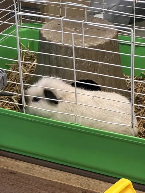 Cotton
