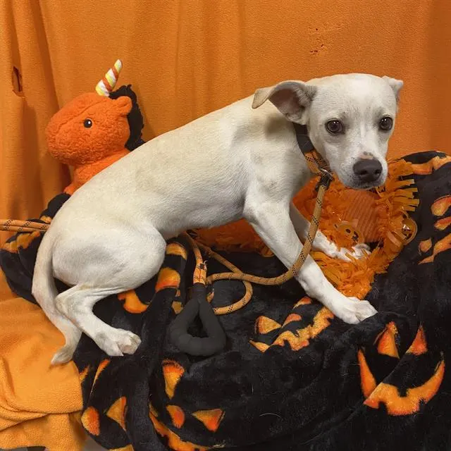 Adoptable Dog
