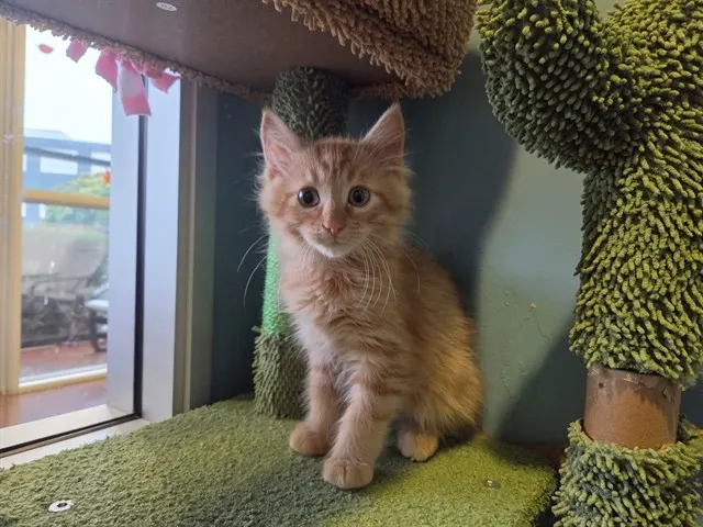 Pumpkin