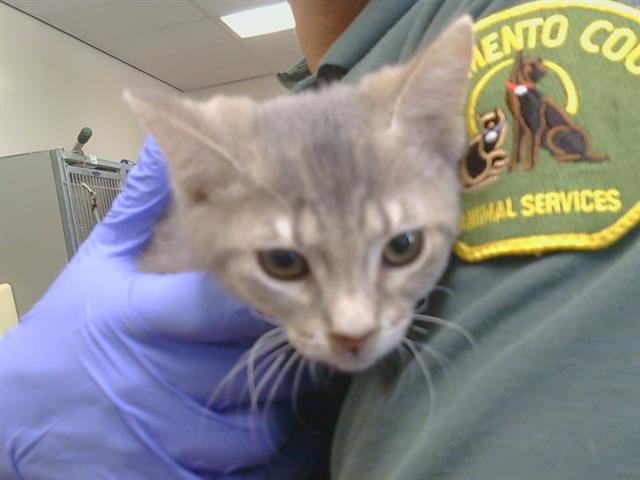 Adoptable Cat