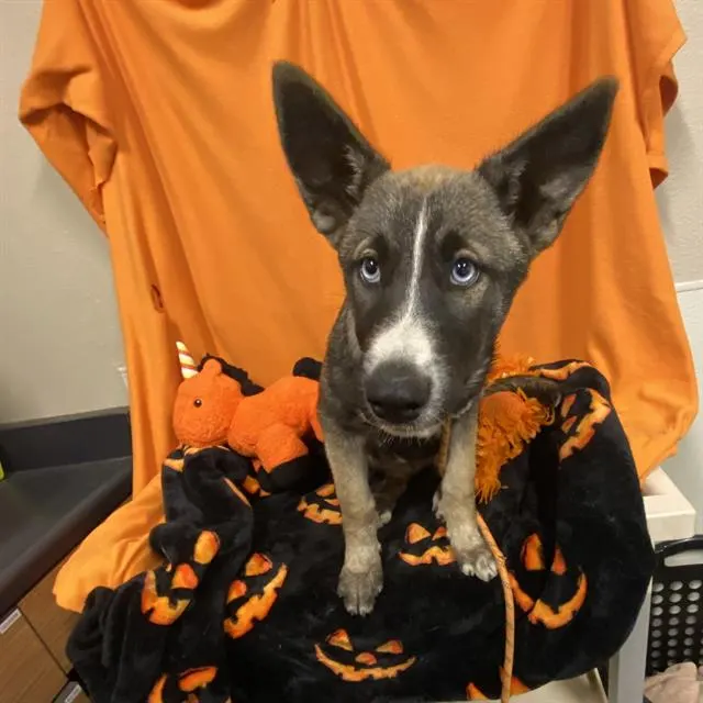Adoptable Dog