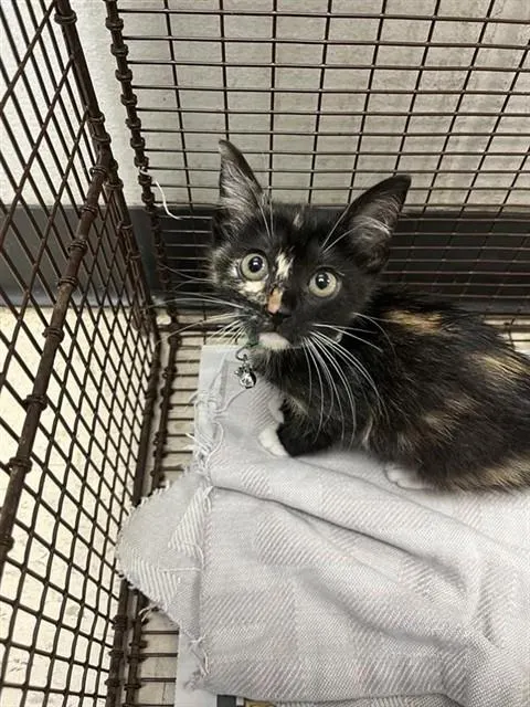 Adoptable Cat