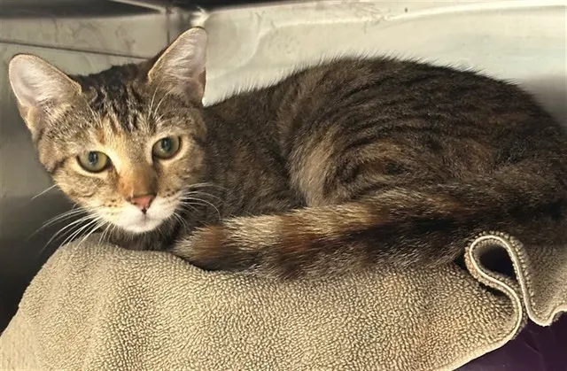 Adoptable Cat