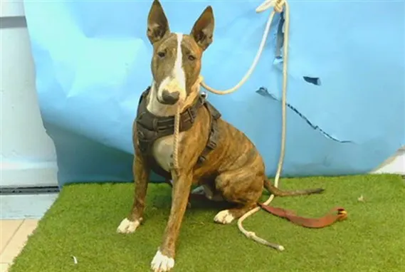 Adoptable Dog