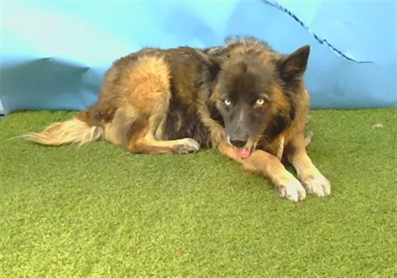 Adoptable Dog