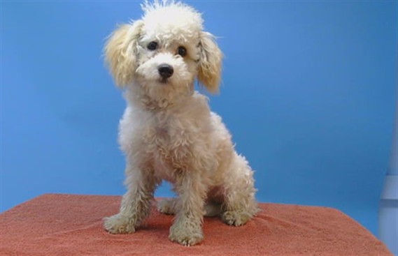 Adoptable Dog