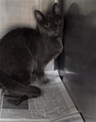 Adoptable Cat