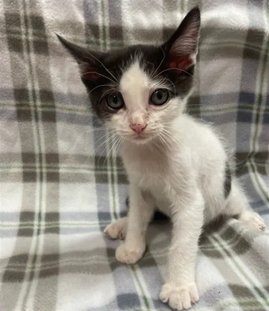 Oli