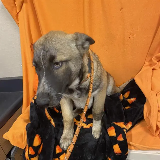 Adoptable Dog