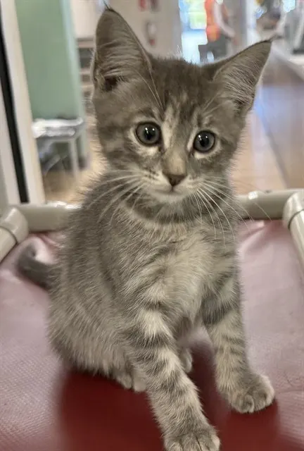 Tinkerbell