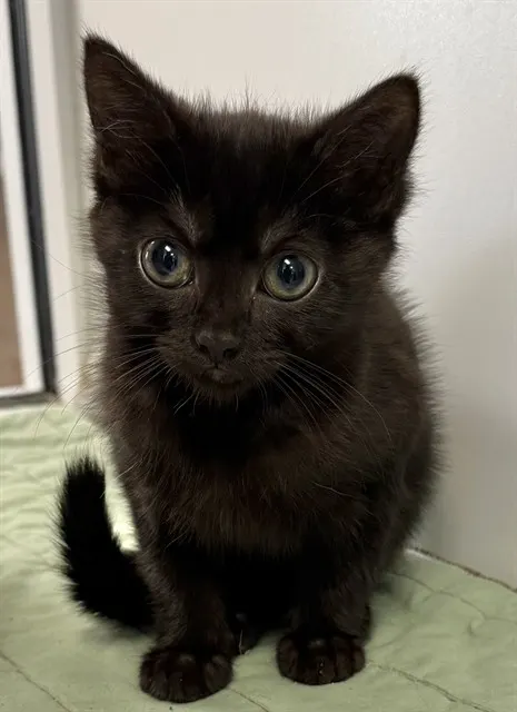 Teefs