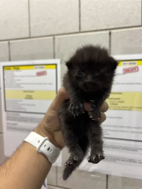 Soot