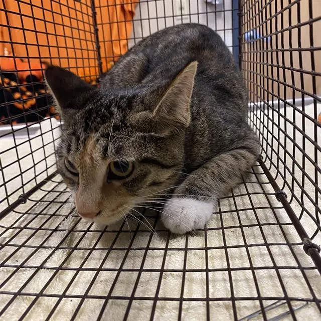 Adoptable Cat