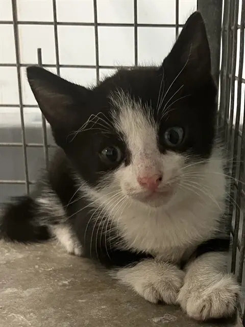 Adoptable Cat