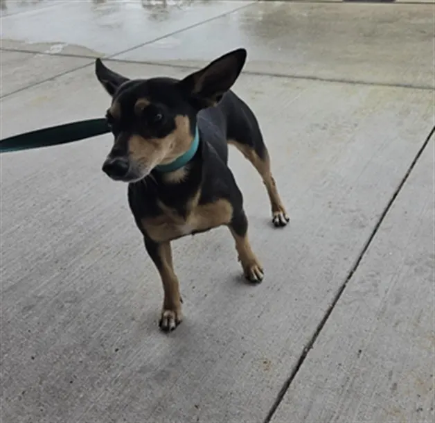 Adoptable Dog