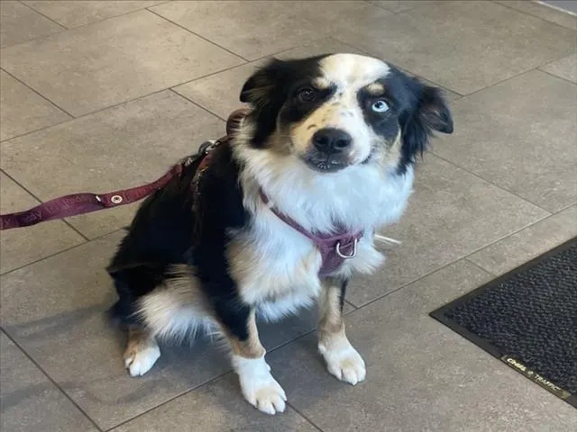Myla