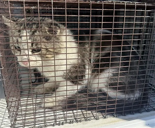 Adoptable Cat