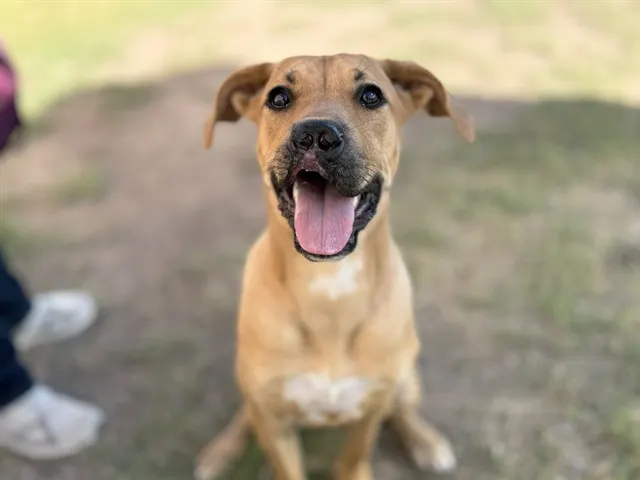 Rosie