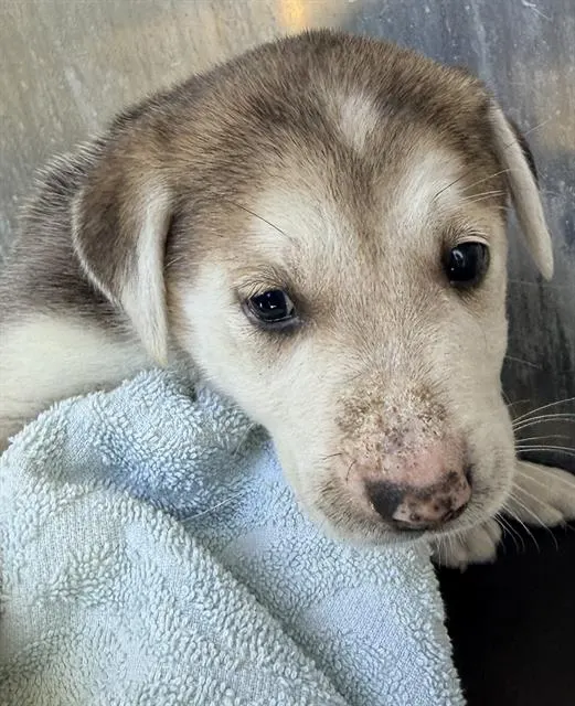 Adoptable Dog