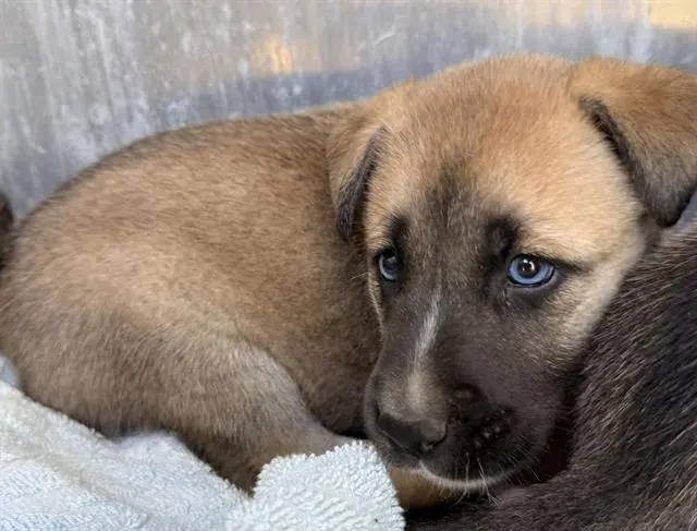 Adoptable Dog