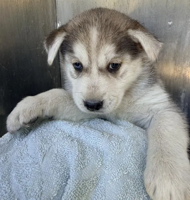 Adoptable Dog