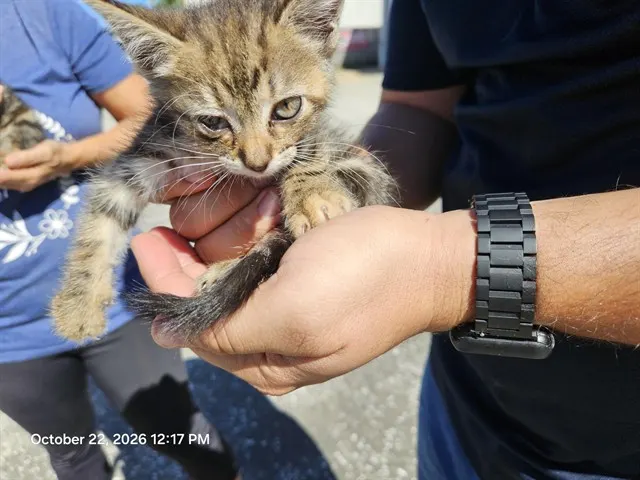 Adoptable Cat