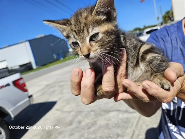 Adoptable Cat