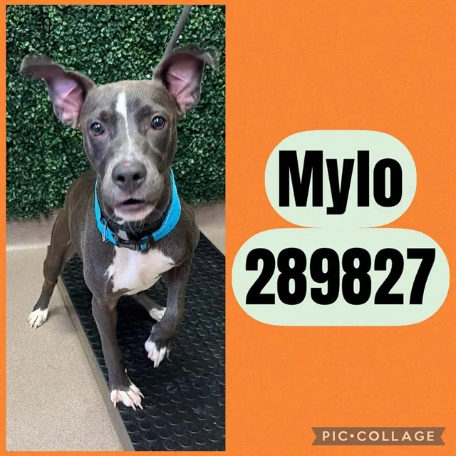 Mylo