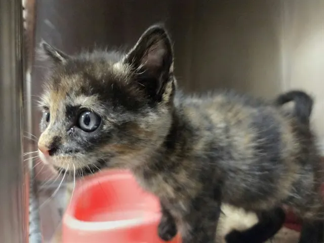 Adoptable Cat