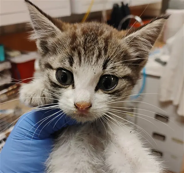 Adoptable Cat
