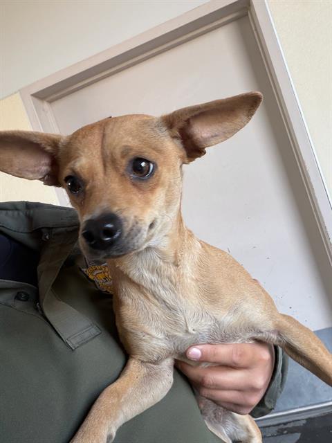 Adoptable Dog