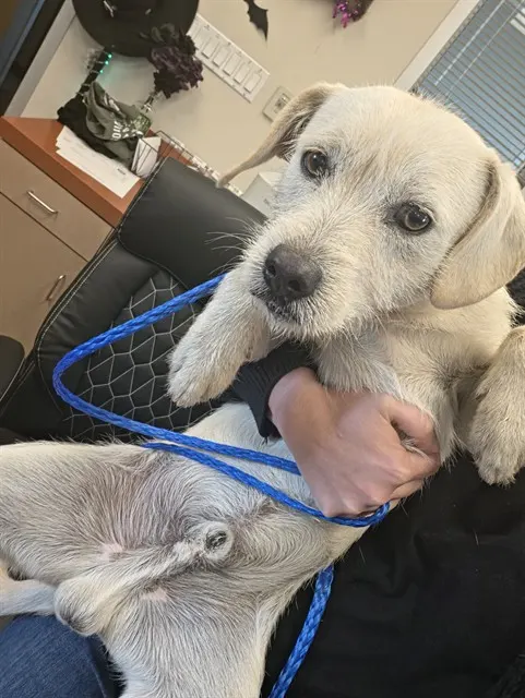 Adoptable Dog