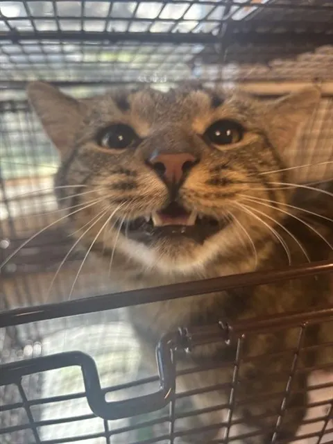 Adoptable Cat