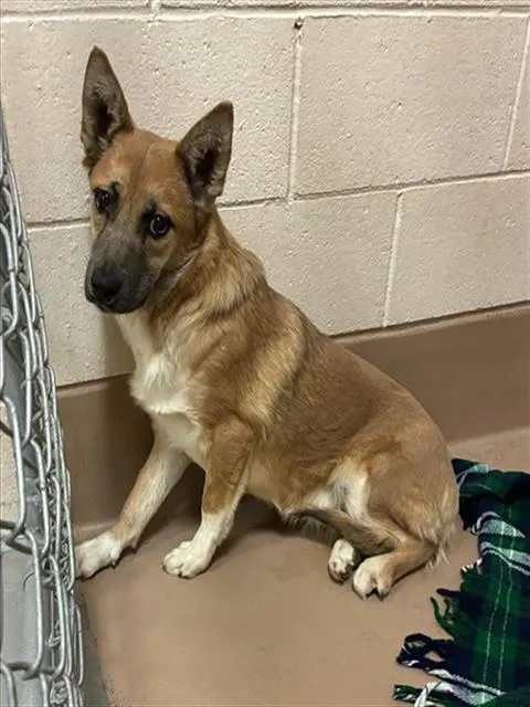 Adoptable Dog