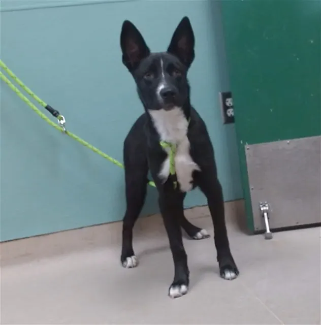 Adoptable Dog