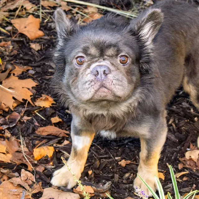 Ewok