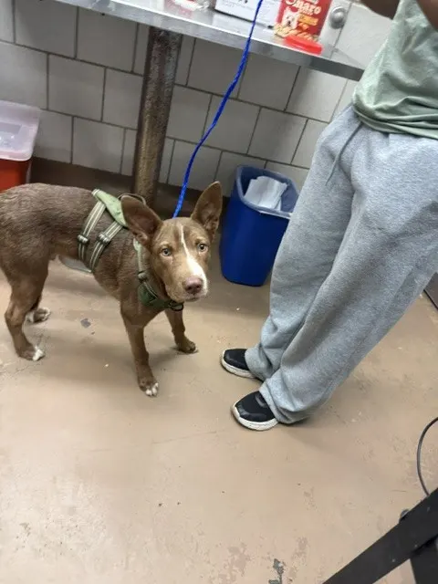 Bronx