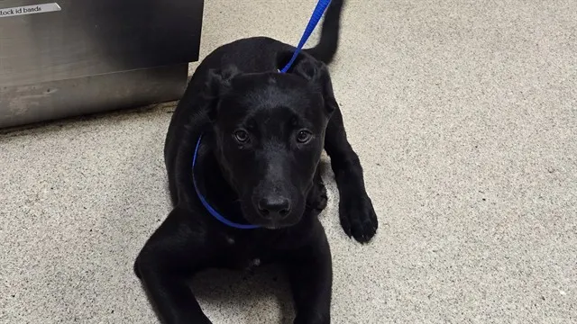 Nova